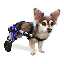 Image result for crippled puppy