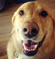 Goldador Mixed Dog Breed Information, Pictures, Characteristics & Facts – DogTime