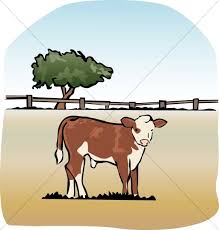 Image result for the fatted calf