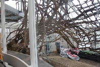 Image result for Hampton Court vine