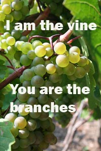grapes-200VineBranches
