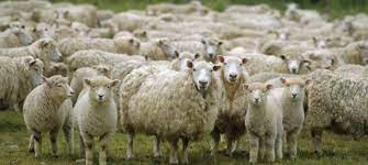 A herd of sheep in a field Description automatically generated with medium confidence
